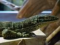 Reptil024