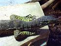 Reptil026