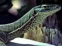 Reptil027