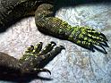 Reptil028