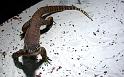Reptil029
