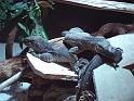 Reptil031