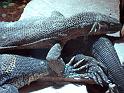 Reptil032