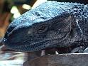 Reptil033