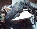 Reptil034