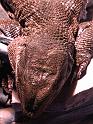 Reptil035