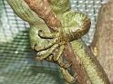 Reptil041