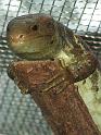 Reptil042