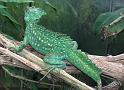 Reptil043
