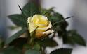 Lensbaby-Rose01