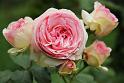 Rose26