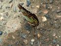 Schmetterlinge028