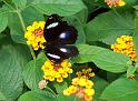 Schmetterlinge032