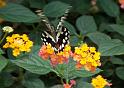 Schmetterlinge033