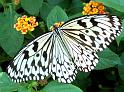 Schmetterlinge052