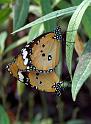 Schmetterlinge065