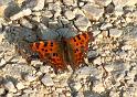 Schmetterlinge074