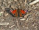 Schmetterlinge075