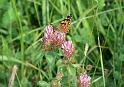 Schmetterlinge077