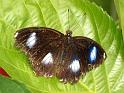 Schmetterlinge079
