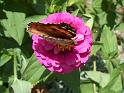 Schmetterlinge132