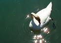 Schwan116