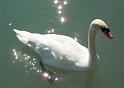 Schwan117