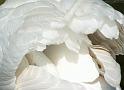 Schwan118