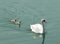 Schwan120