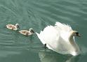 Schwan121