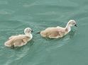 Schwan122