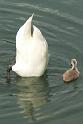Schwan123