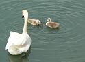 Schwan124