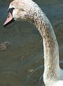 Schwan13