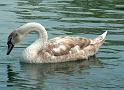 Schwan15