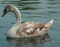 Schwan16
