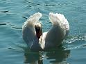 Schwan16a