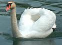 Schwan17