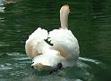 Schwan18