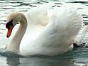 Schwan19