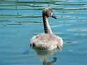 Schwan20