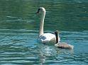 Schwan21