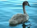 Schwan24