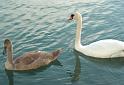 Schwan36