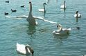 Schwan50a