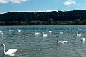 Schwan52