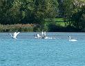 Schwan53