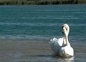 Schwan55