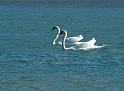 Schwan57