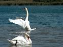 Schwan58